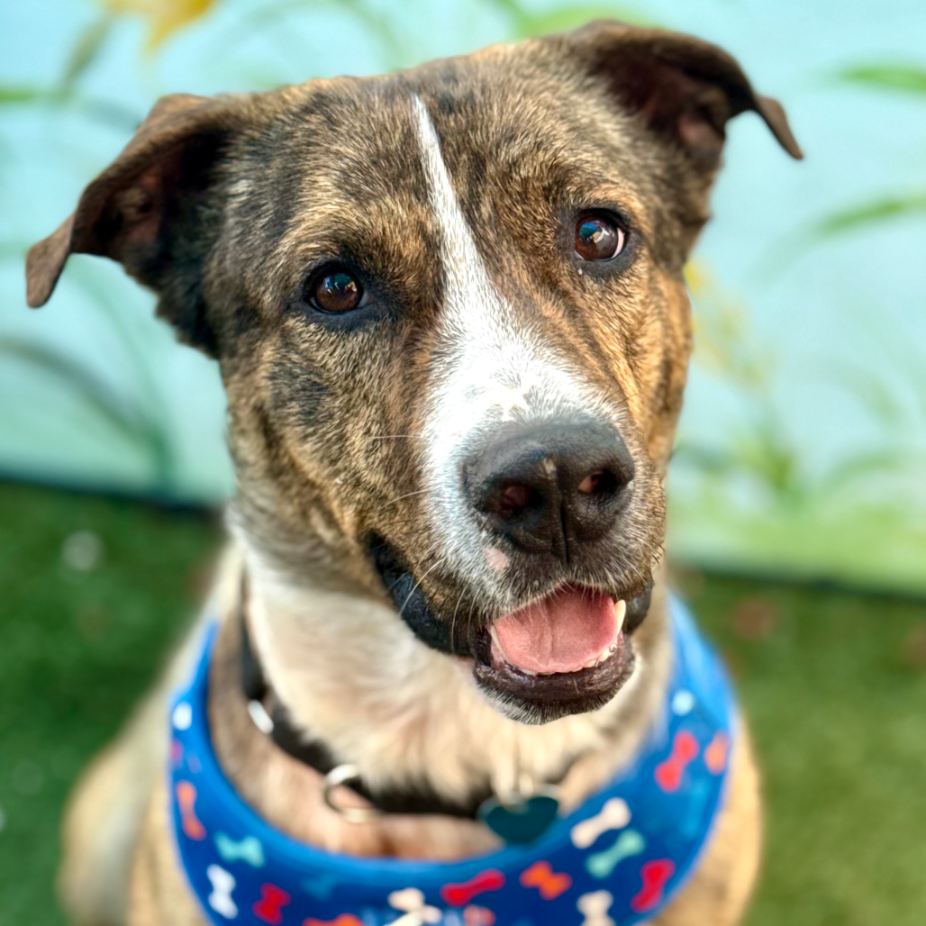 Another portrait of Coyote