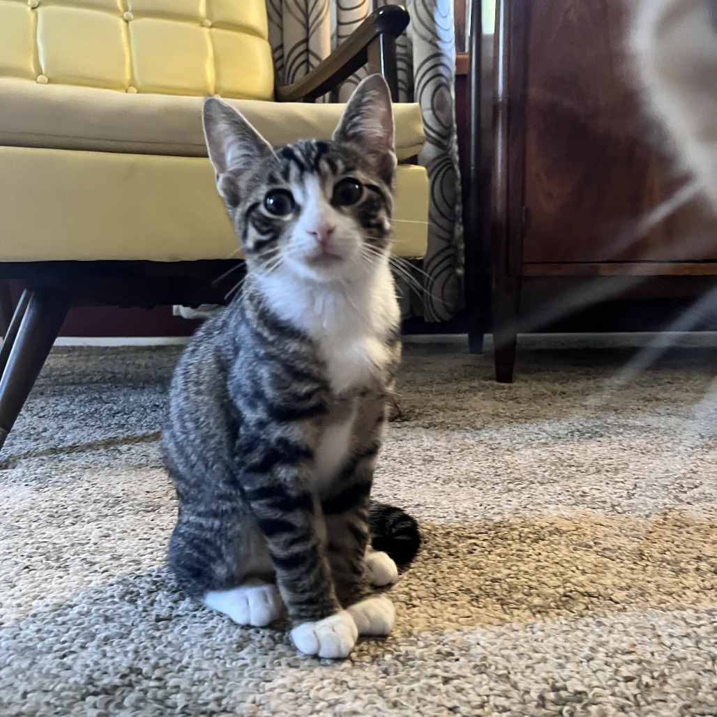 Miles/Miley, an adoptable cat