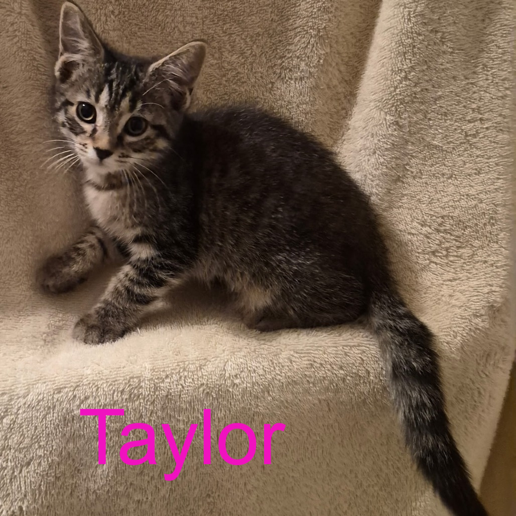 Taylor, an adoptable cat