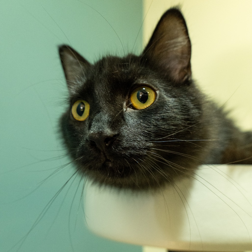 AURELIA - Domestic Longhair available for adoption