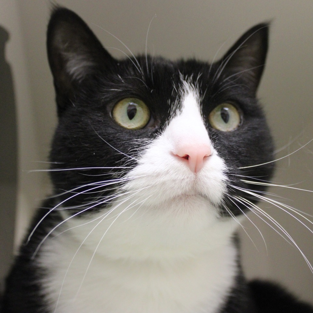 Bella — thumbnail 3