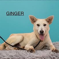 Photo of Ginger