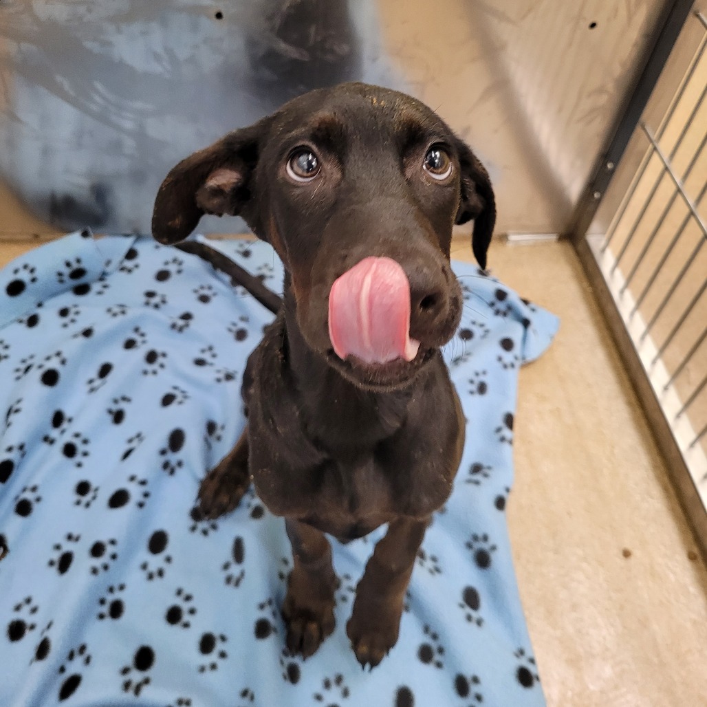 Photo of Suki, a dog adopted from Gulf Coast Humane Society