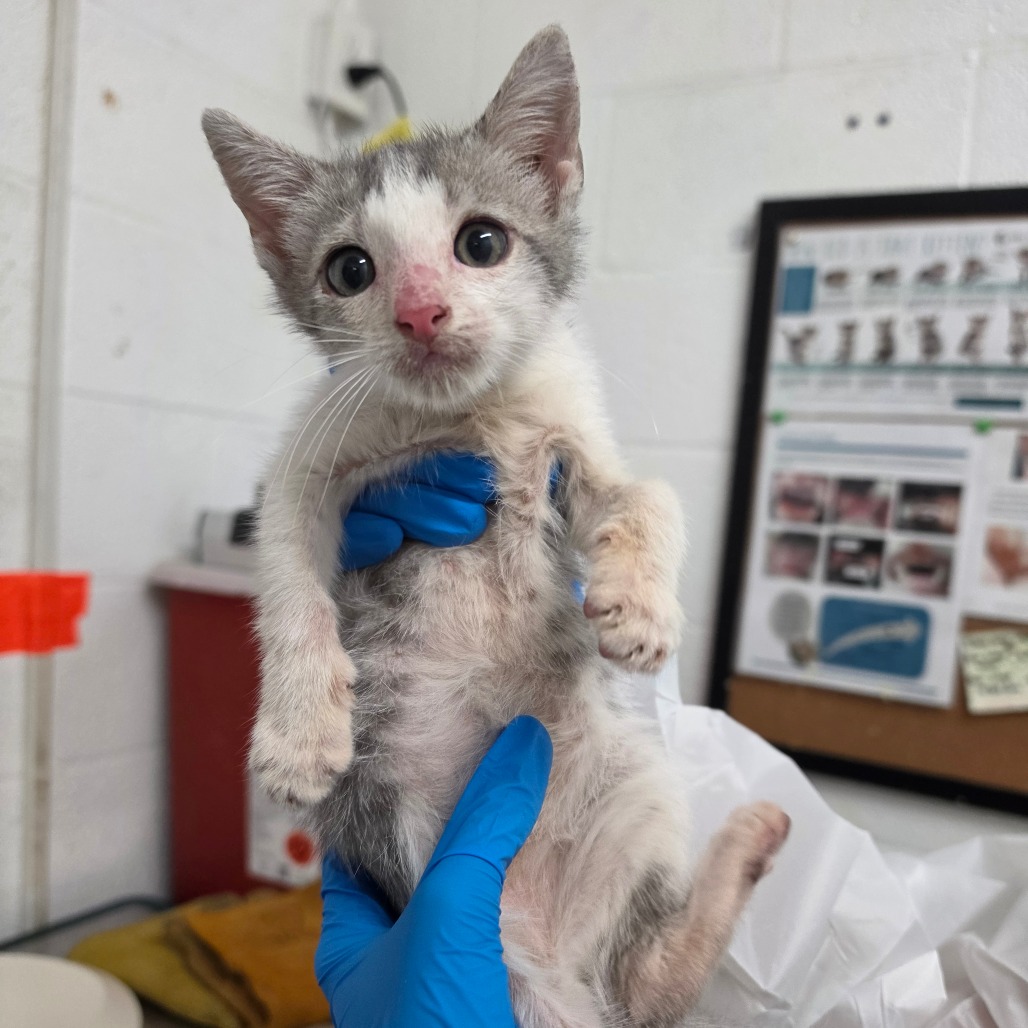 WORMY - Domestic Shorthair available for adoption