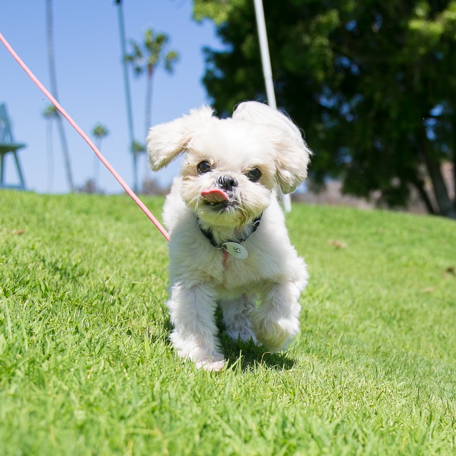Charlie, photo 8