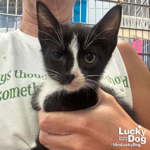 LINK - Domestic Shorthair available for adoption