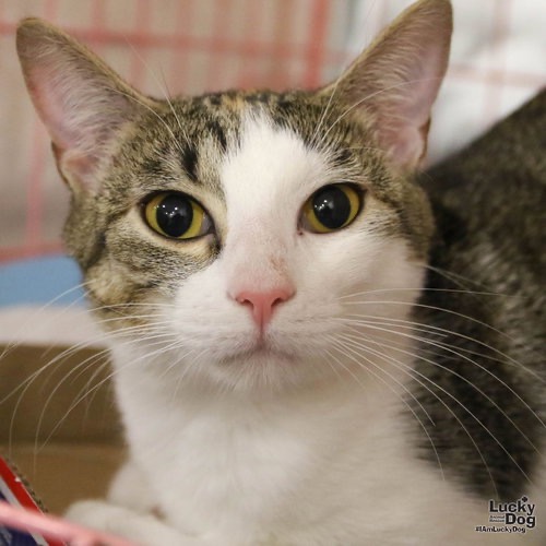 TULLY - Domestic Shorthair available for adoption