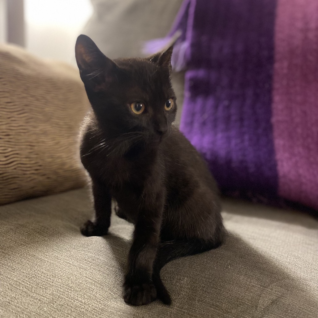 TAJ - Domestic Shorthair for adoption in Sandy Springs