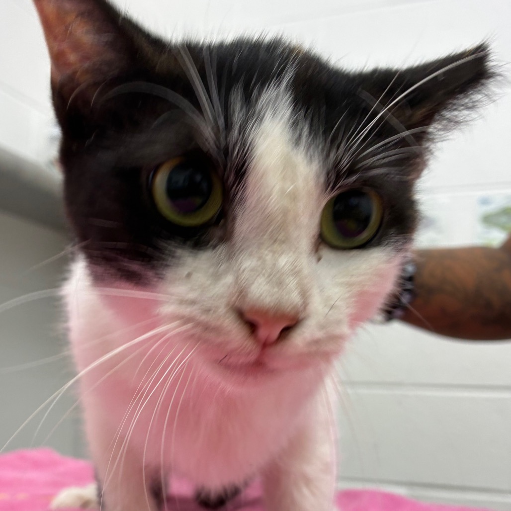 Photo of Dolly, a cat adopted from Gulf Coast Humane Society