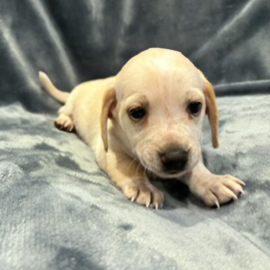 Pippi Pup Axel