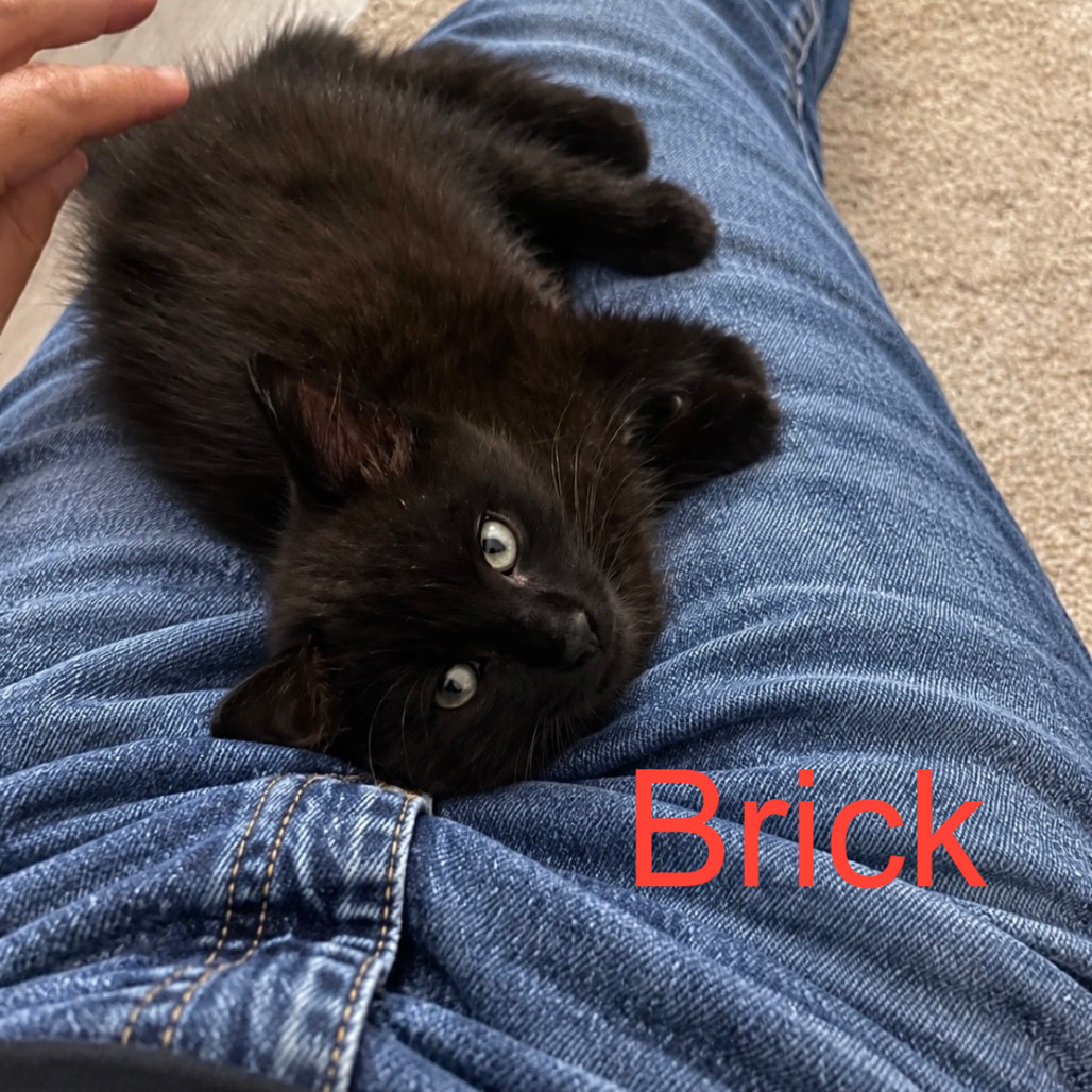 Brick, an adoptable cat