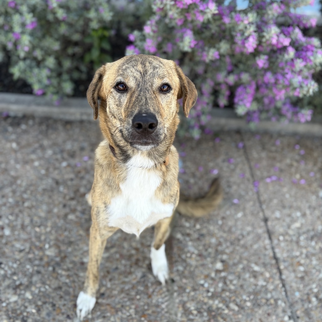 Ruby 26-10-016, photo 4