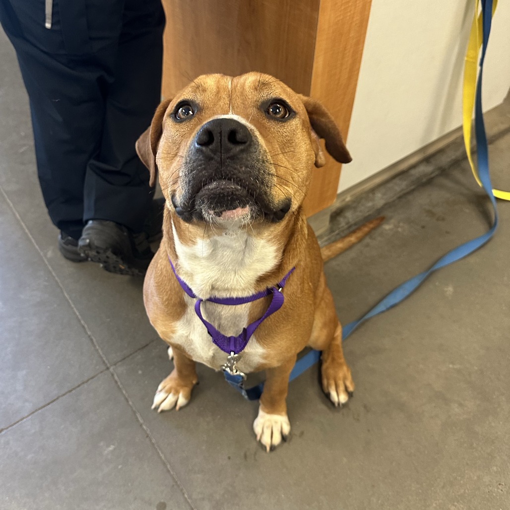 Photo of PGH-Stray-119995_2 7