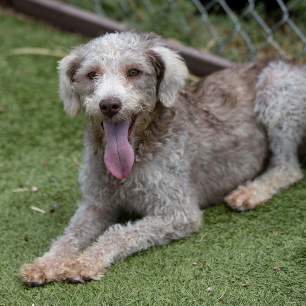PANERA (JY26-115) - Schnauzer, Miniature / Poodle, Miniature available for adoption