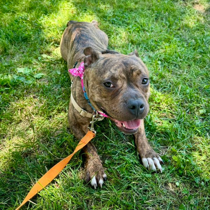 Photo of Mrs. Praline Pecan 25