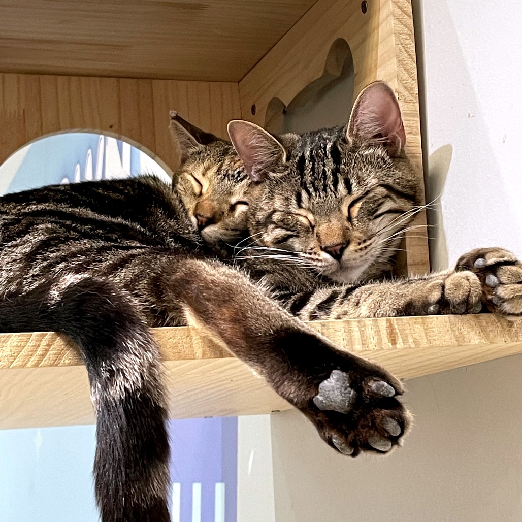 Mr. Meowgi, photo 6