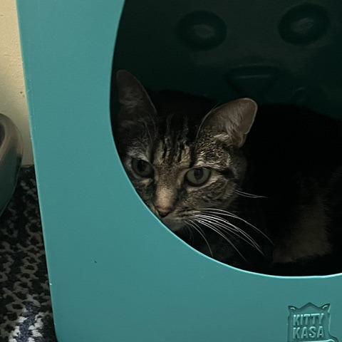 AMARI - Domestic Shorthair available for adoption