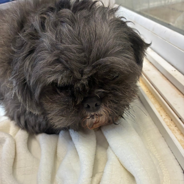 Shih Tzu