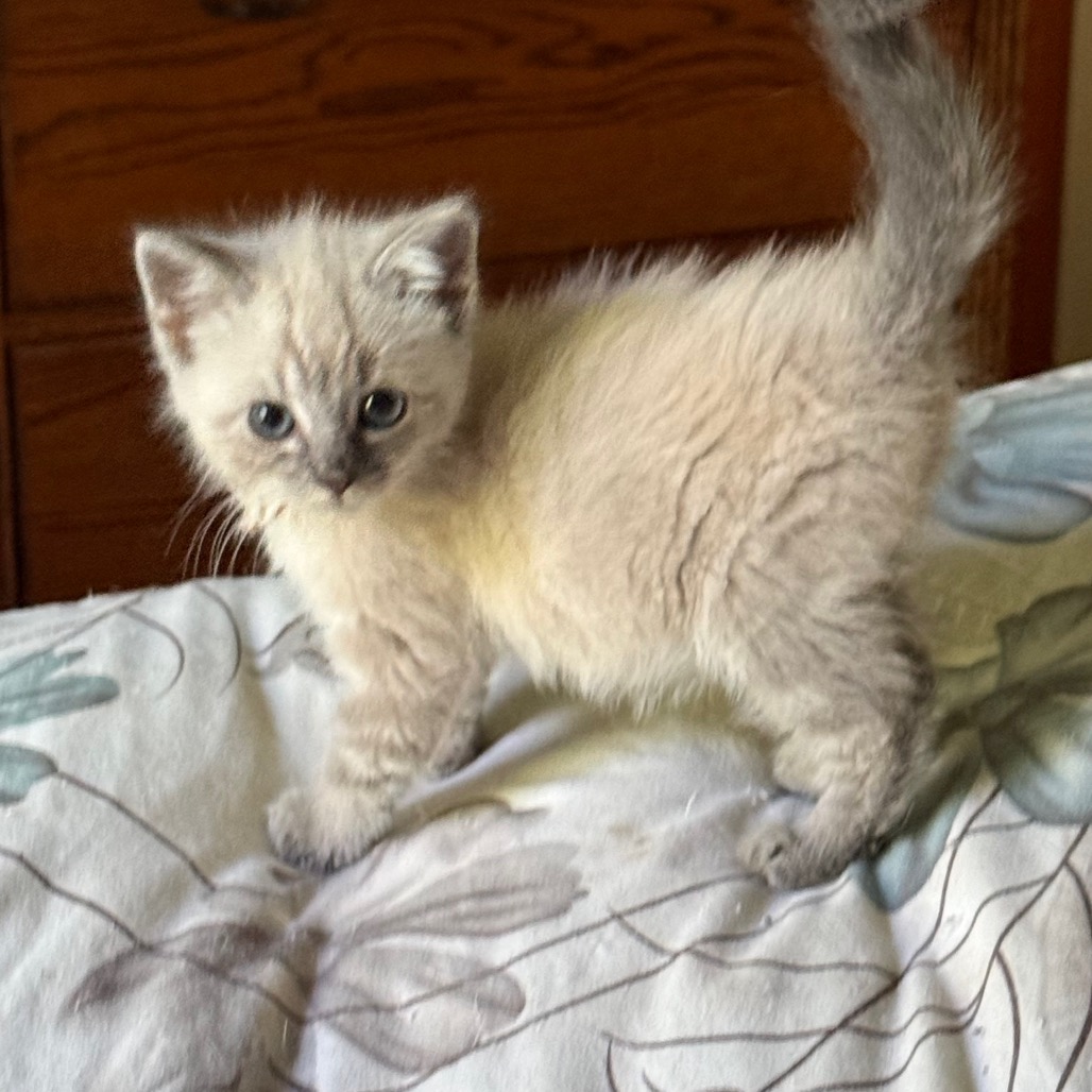 CLOUD & STORM (AVAILABLE 8/4) - Domestic Medium Hair / Siamese available for adoption