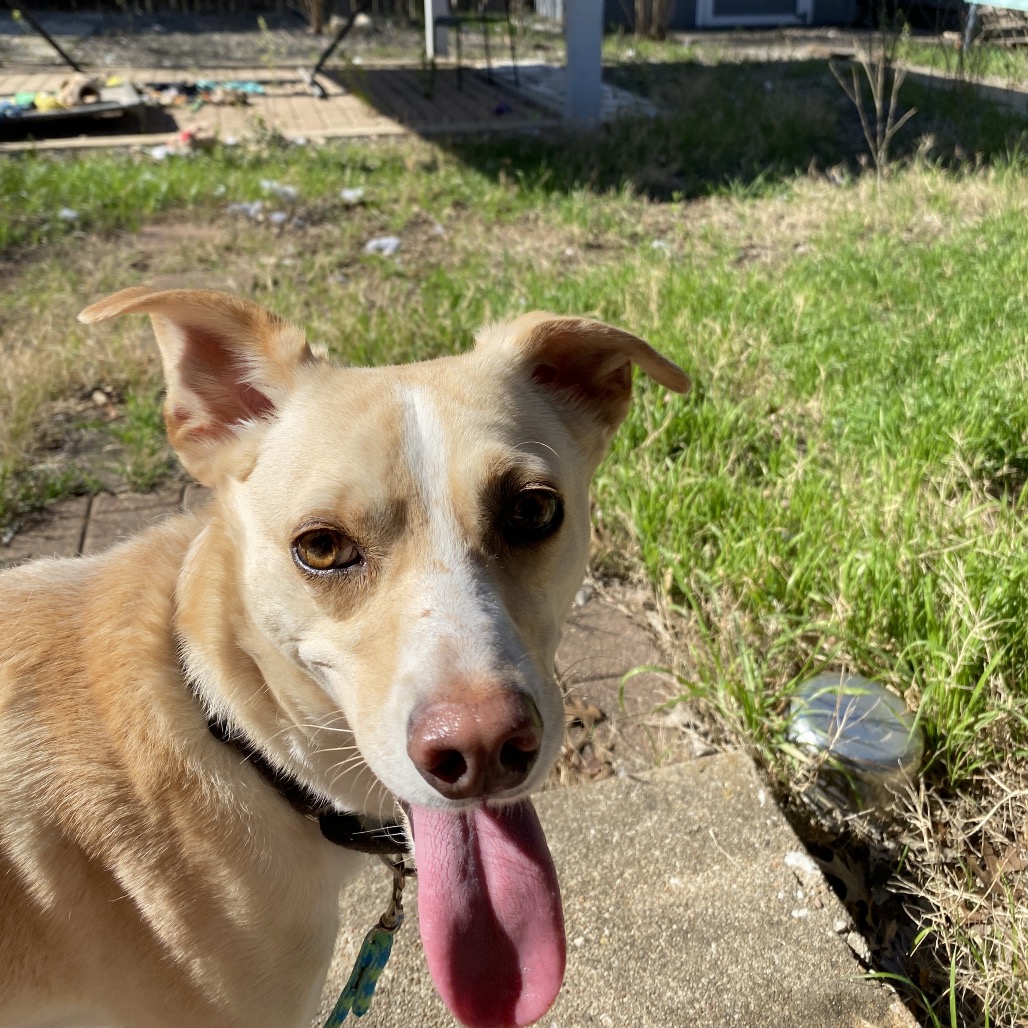 Henry — thumbnail 7