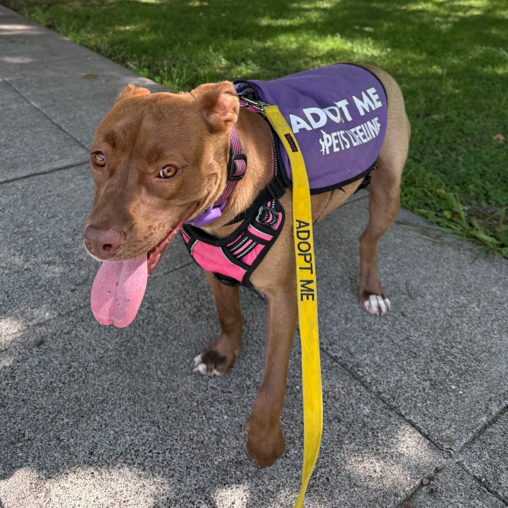 RITA - Mixed Breed (Medium) available for adoption