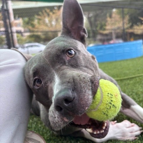 Photo of King Beetle 14