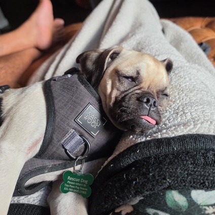 Inky, photo 9