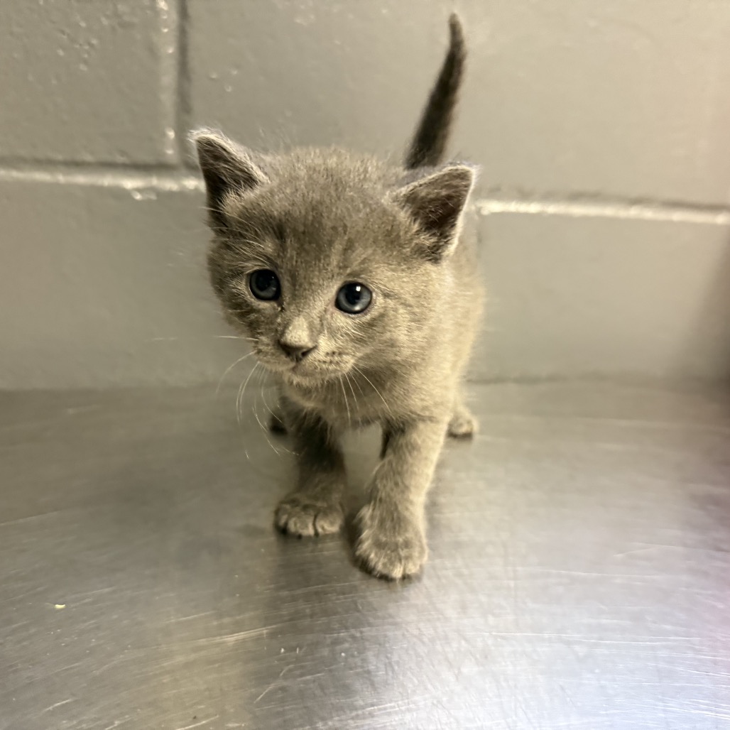 Tusc Stray 84493 2 3 4 5 6