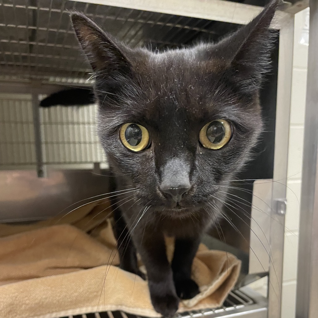 Indie: Visit me at Elkhart PetSmart!