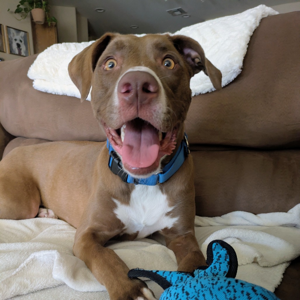 Pit Bull