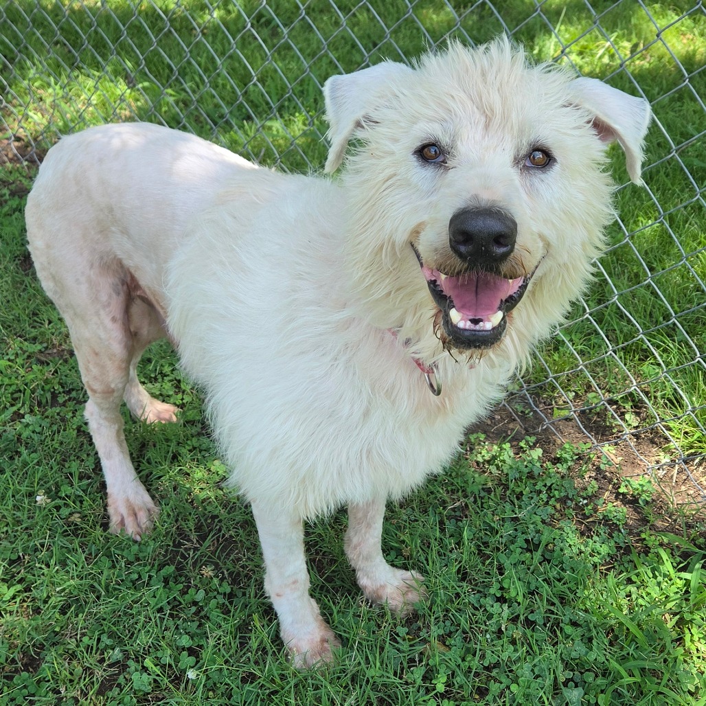 Shaggy photo 17