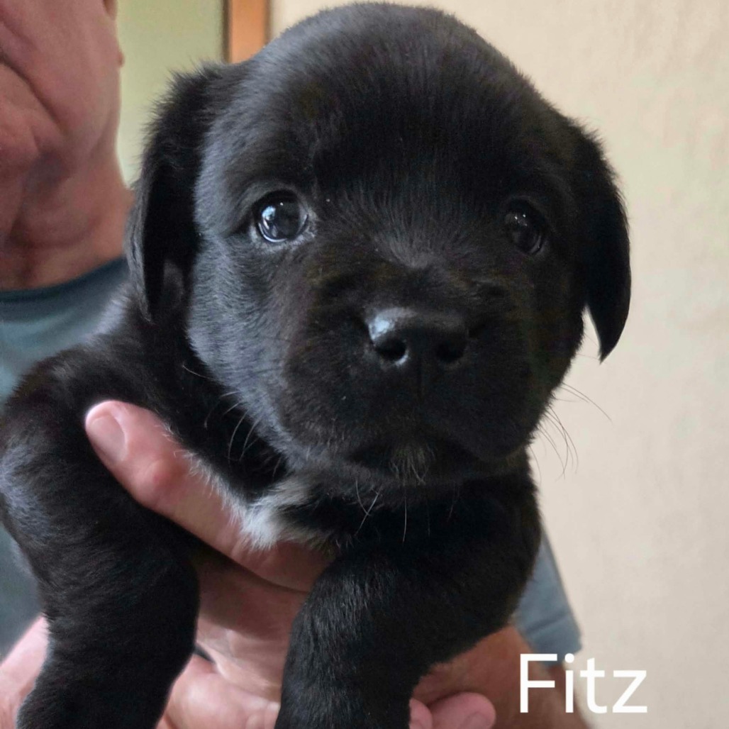 Fitz