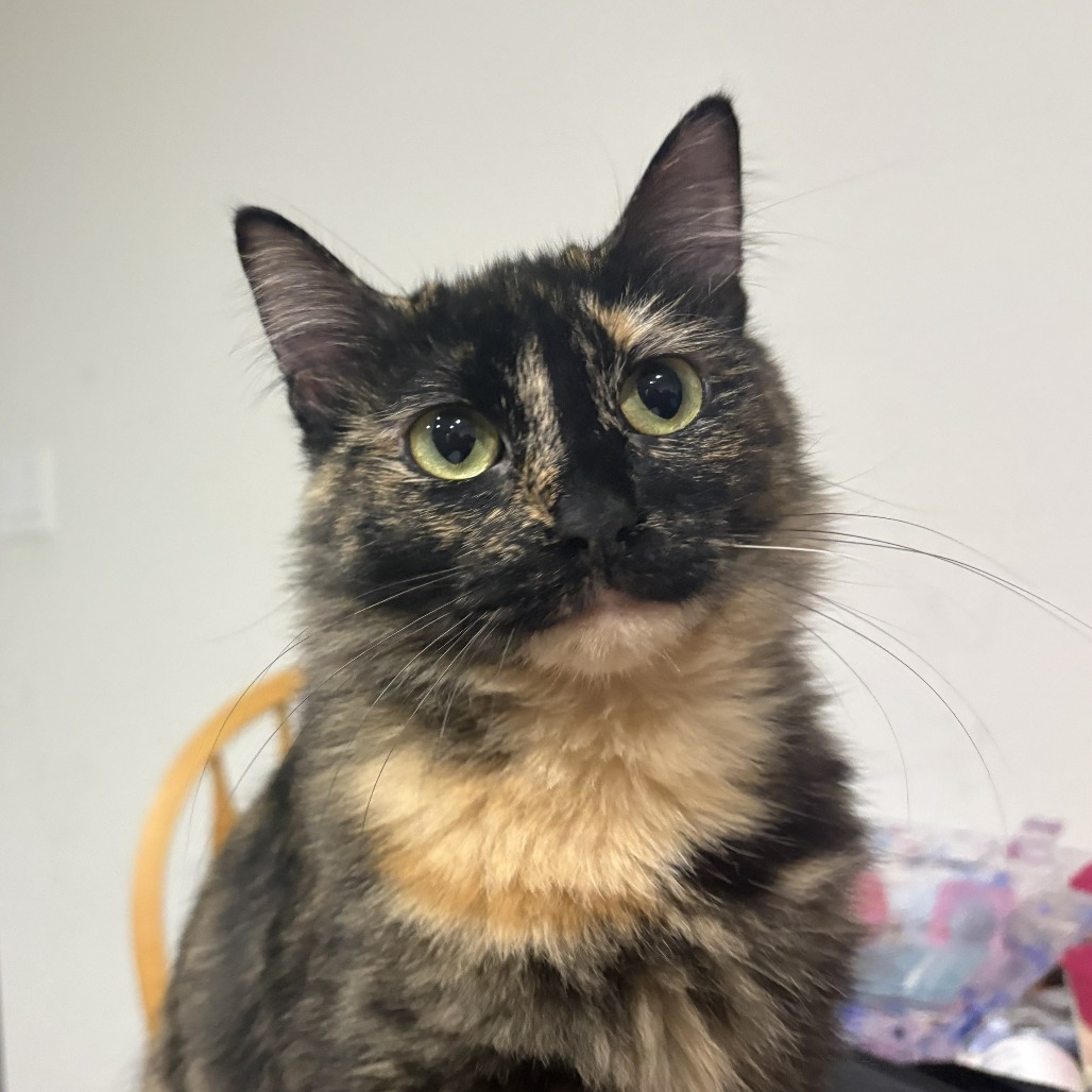 Artemis