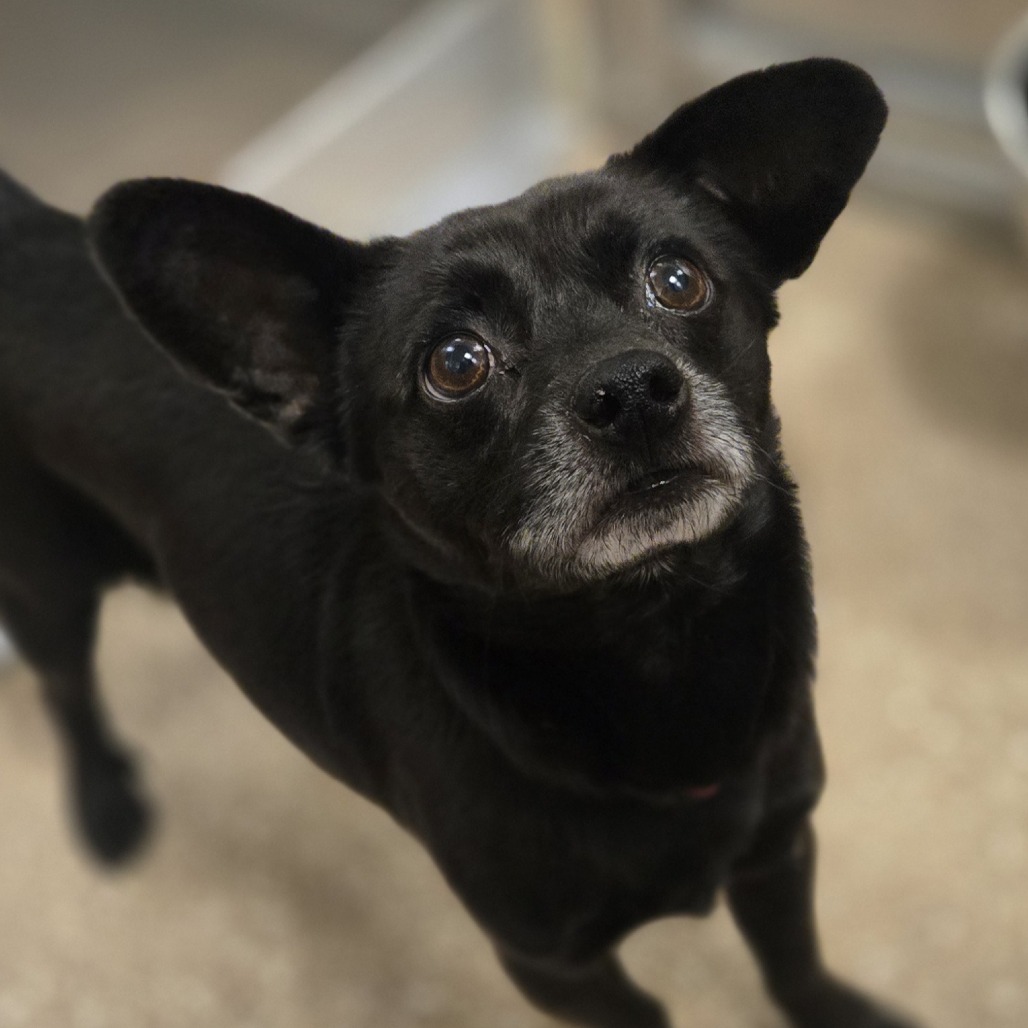 KYLO - Chihuahua / Short Coat available for adoption