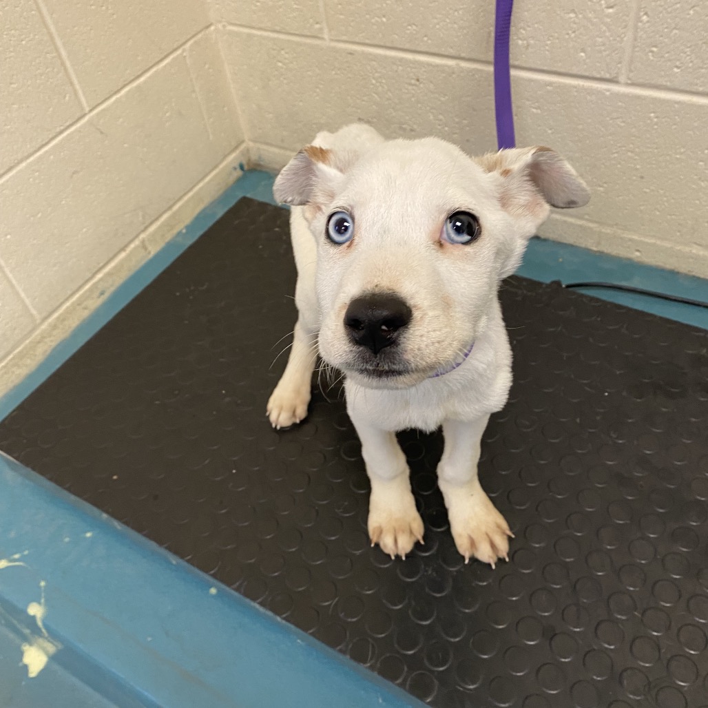 Benji — thumbnail 2