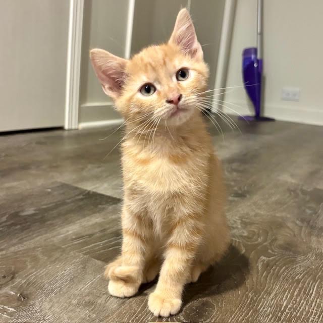 BUTTERCUP - Domestic Shorthair available for adoption