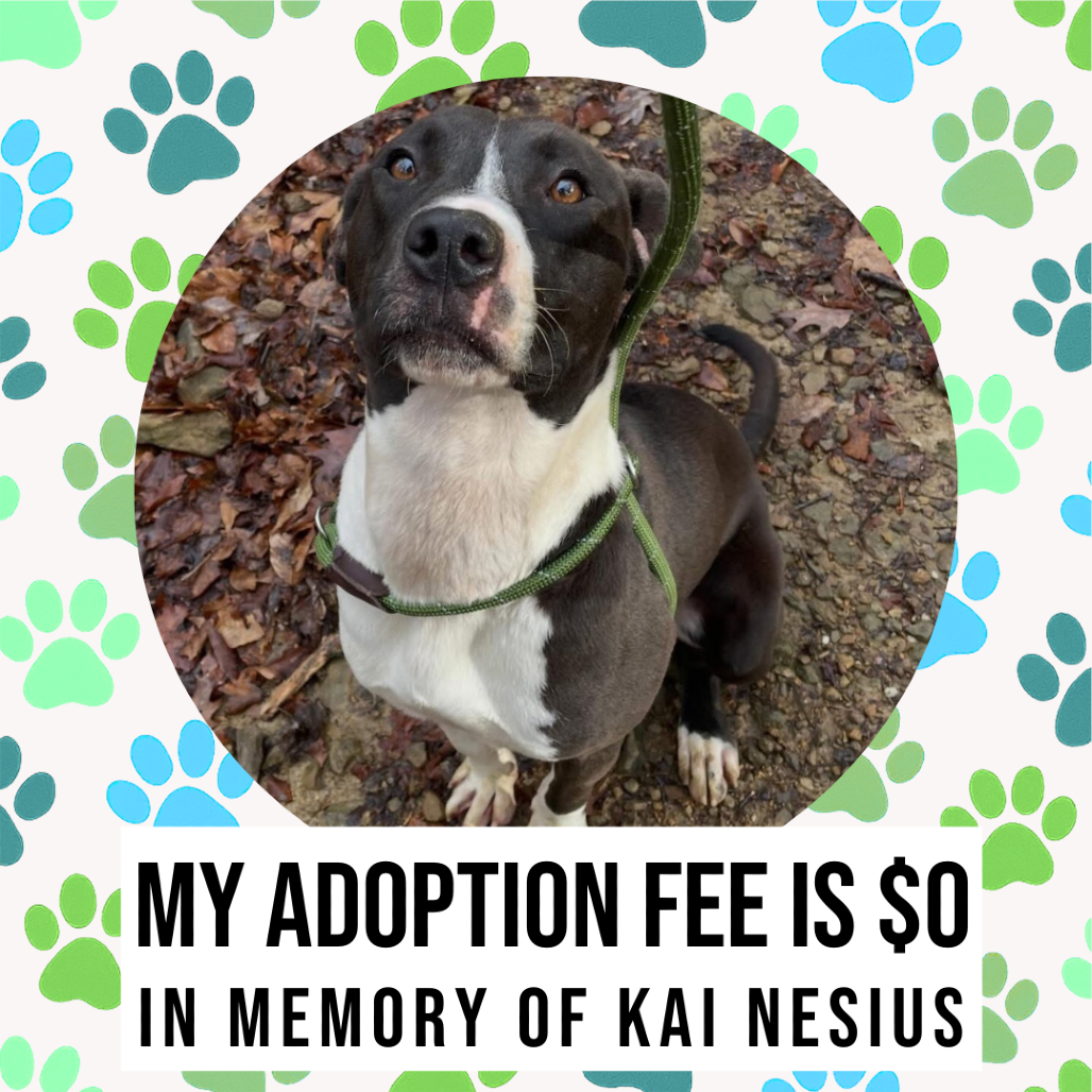 Flinstone — thumbnail 5