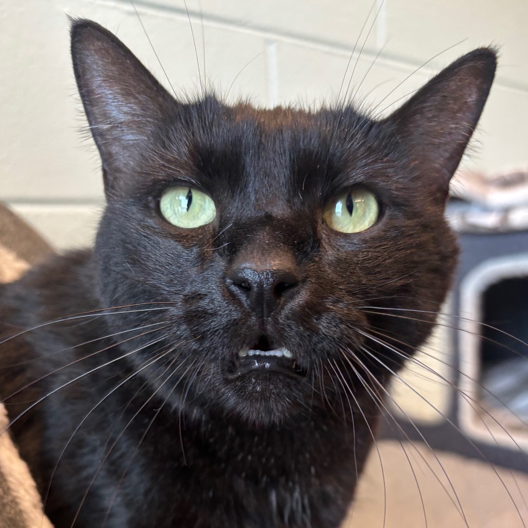 Okoye (Koko) - Domestic Shorthair