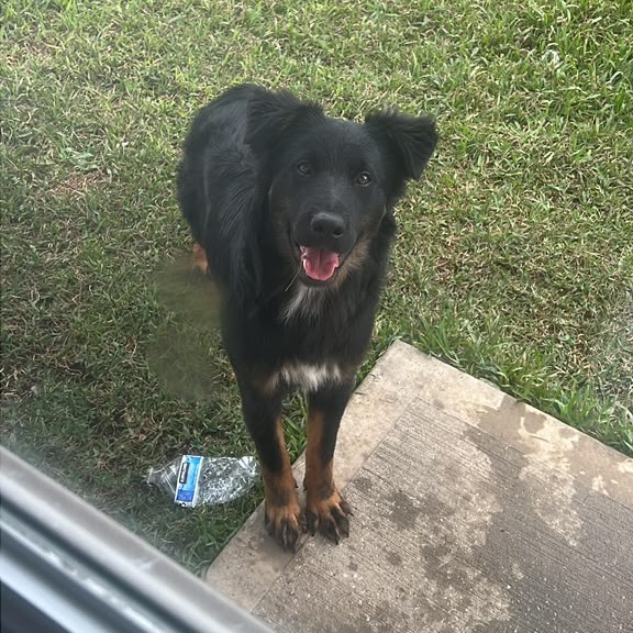 BOSS - Collie, Border / Mix available for adoption