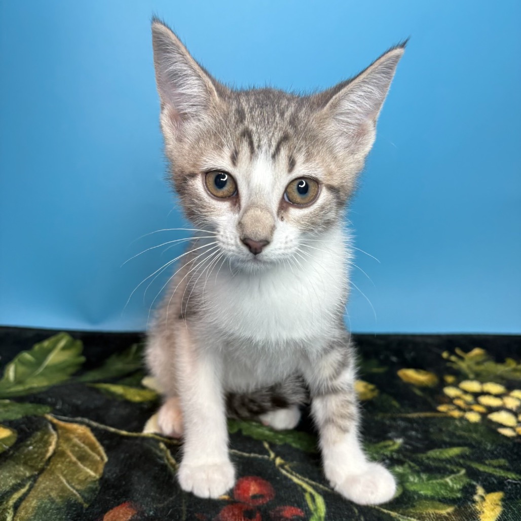 HEINZ - Domestic Shorthair available for adoption