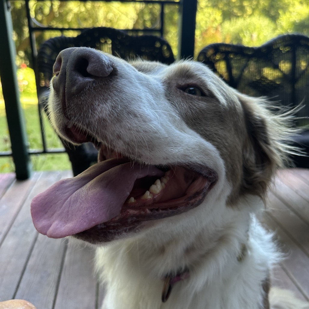 TOBY, photo 29