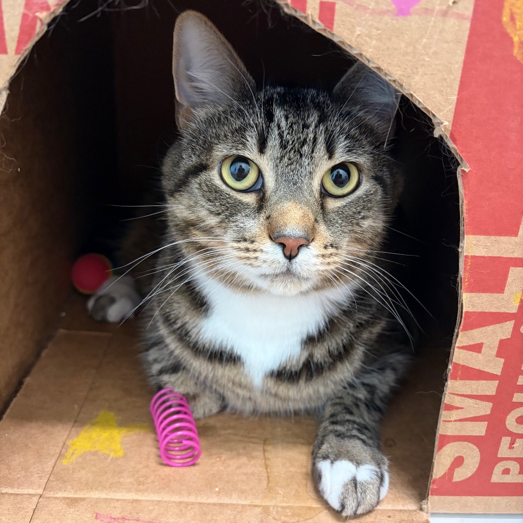 STORMY - Domestic Shorthair available for adoption