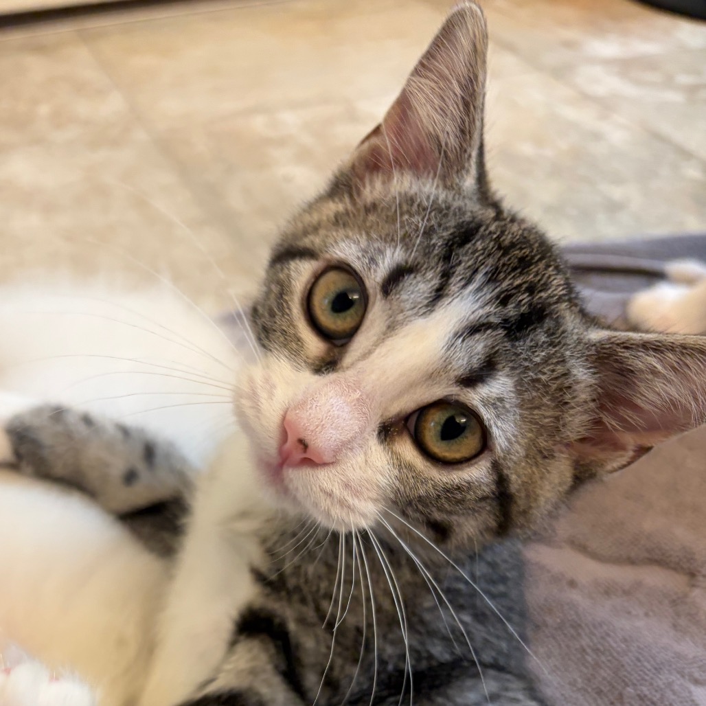 DOROTHY - Domestic Shorthair for adoption in Aurora