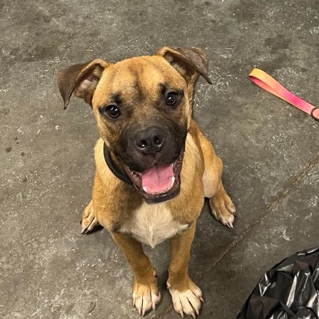 SIR BENJAMIN BUTTON - Shepherd / Boxer available for adoption