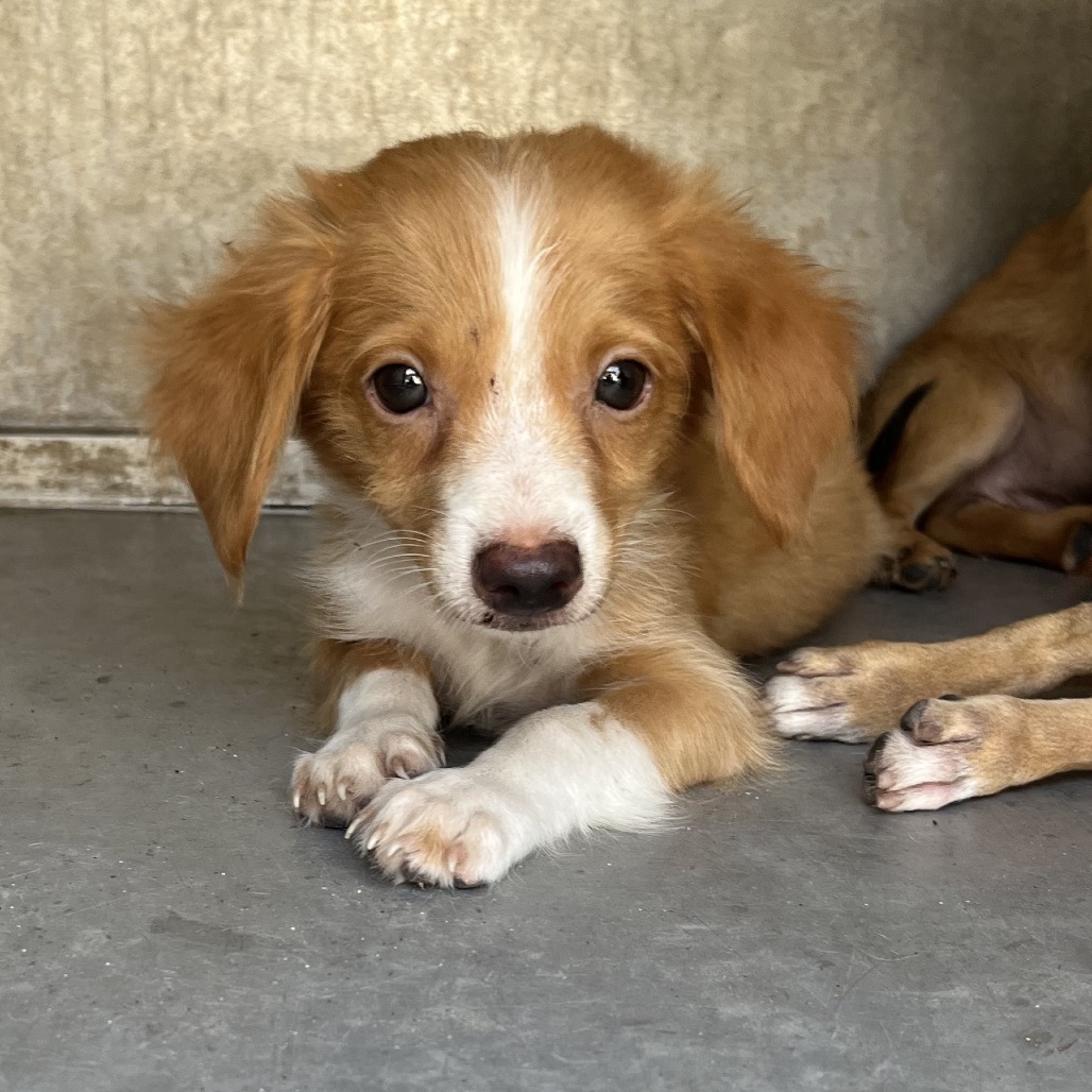 NIKO - Chihuahua / Mixed Breed (Small) available for adoption