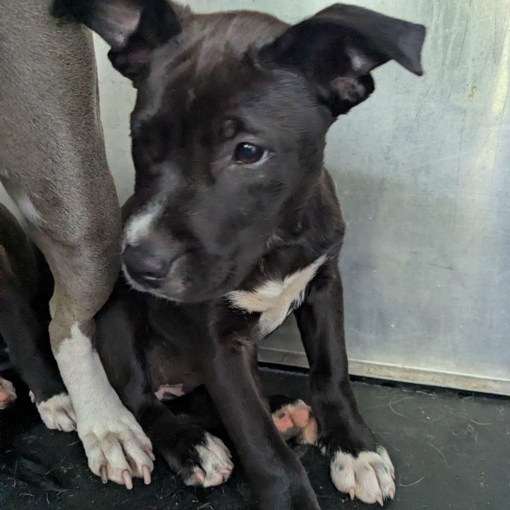 Bubbles - Pit Bull for adoption in Alabama