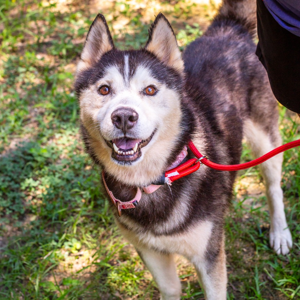 DALE EARNHARDT - Husky / Mix available for adoption