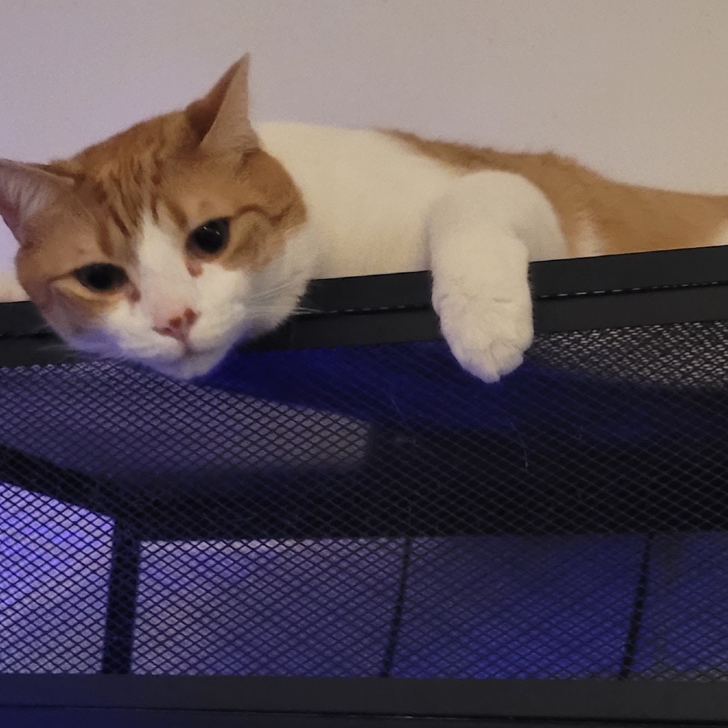 HAZE - Domestic Shorthair available for adoption