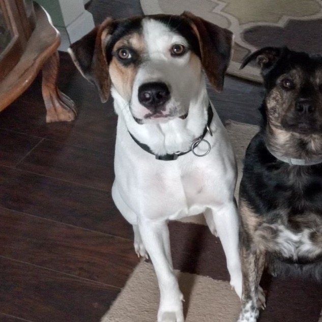 Dixie — thumbnail 3