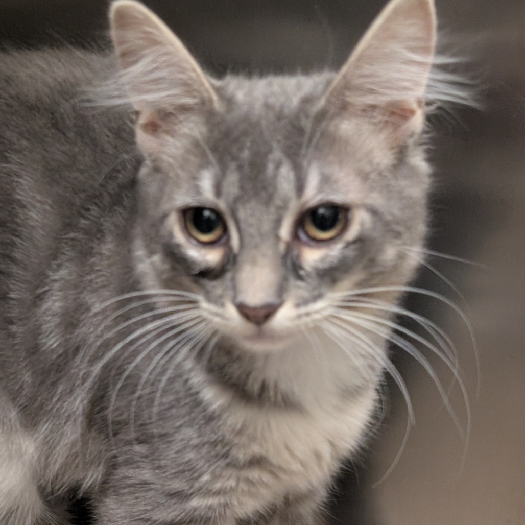 GLINDA - Domestic Shorthair available for adoption